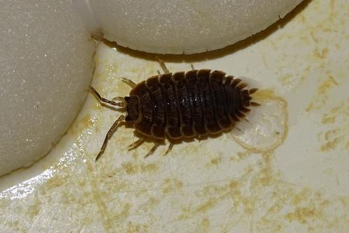 Porcellio dilatatus